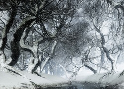 Drzewa, Rzeka, Śnieg, Mgła