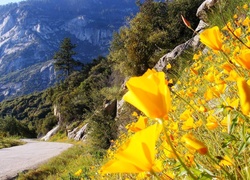 Droga, Góry, Kwiatki