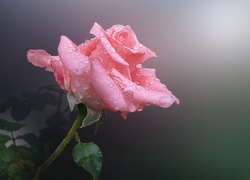 Różowa, Róża, Rosa