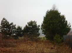 Drzewa, Lasek, Sarna