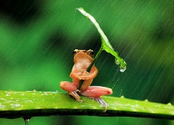 Żaba, Deszcz, Liść