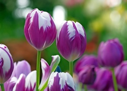 Biało, Fioletowe, Tulipany