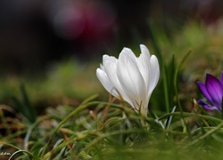 Biały, Krokus, Kwiat