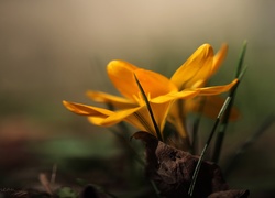 Żółty, Krokus, Kwiat, Wiosna