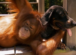 Orangutan, Pies, Przyjaciele