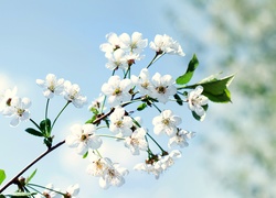 Kwitnąca, Gałązka, Drzewo, Owocowe