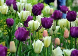 Wiosna, Park, Biało, Fioletowe Tulipany