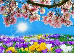 Wiosenne, Kwiaty, Słońce, Wiosna