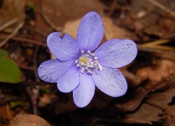 Niebieski, Kwiat, Przylaszczka