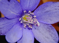 Niebieski, Kwiat, Przylaszczka