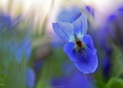 Fiołek, Niebieski, Kwiat
