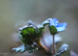 Przetacznik, Niebieski, Kwiat
