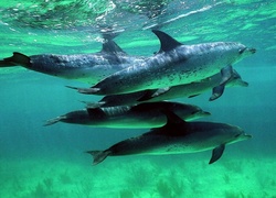 Delfiny, Ocean