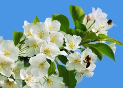 Białe, Kwiaty, Wiosna, Pszczoły