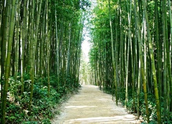 Las, Bambusowy, Ścieżka