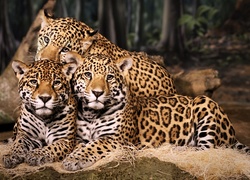 Trzy, Jaguary