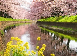 Rzeka, Kwitnące, Drzewa, Kwiaty, Wiosna