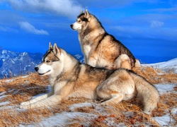 Psy, Alaskan Malamute, Góry