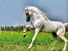 Biały, Koń , Łąka