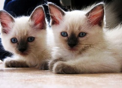 Dwa, Kotki, Niebieskie, Oczy