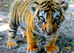 Mały, Tygrys
