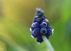 Szafirek, Niebieski, Kwiat