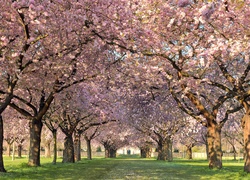 Wiosna, Park, Drzewa, Kwiaty