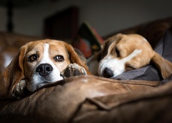 Dwa, Psy, Beagle