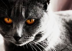 Kot, Pomarańczowe, Oczy