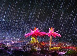 Różowe, Kwiaty, Deszcz