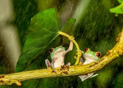 Żabki, Liść, Deszcz