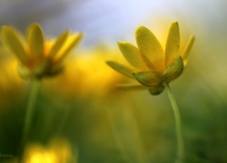 Ziarnopłon Wiosenny, Żółte, Kwiaty, Wiosna