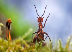 Mrówka, Rozmycie