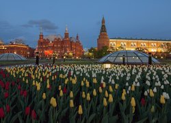 Rosja, Moskwa, Zdjęcie, Miasto, Klomb, Tulipany