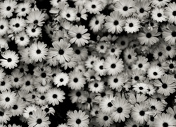 Efekt, Czarno, Białe, Kwiaty