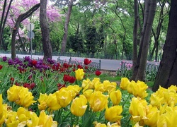 Wiosna, Park, Droga, Kwitnące, Tulipany