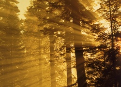 Las, Przebijające, Promienie, Światła