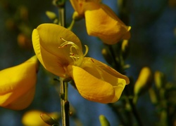 Żółty, Kwiatek, Żarnowiec miotlasty