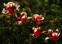 Czerwono, Białe, Tulipany