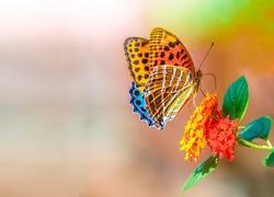 Kolorowy, Motyl, Kwiat, Makro