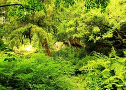 Ogród, Drzewa, Paprocie