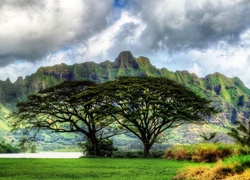 Oahu, Hawaje, Góry, Drzewa