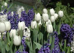 Białe, Tulipany, Fioletowe, Hiacynty