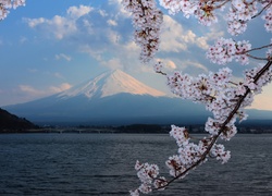 Góra, Fudżi, Wulkan, Jezioro, Most, Kwitnące, Drzewo, Japonia