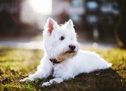 West Highland White Terrier, Obroża