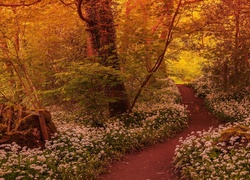 Las, Ścieżka, Kwiaty, Drzewa, Światło, Wiosna