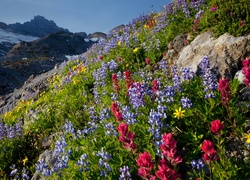Góry, Rainier, Skała, Kwiaty, Łubin, Stan Waszyngton Stany Zjednoczone