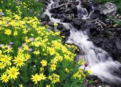 Potok, Żółte, Kwiatki