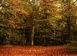 Las, Jesienią, Drzewa, Liście
