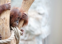 Młody, Orangutan